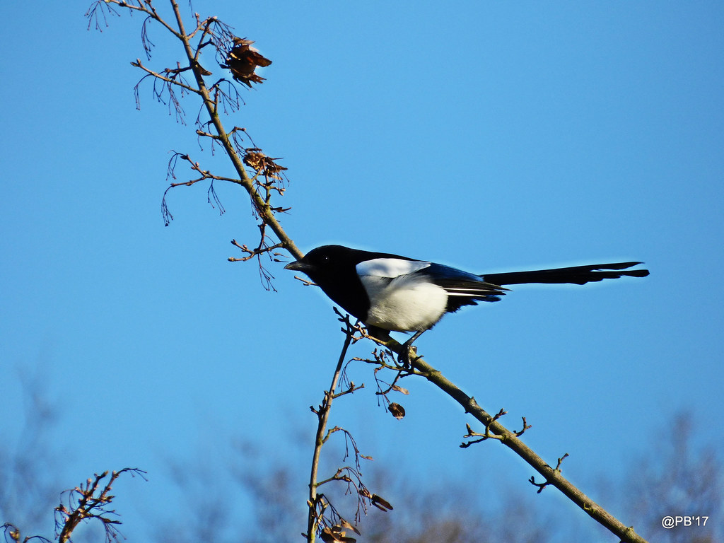 Magpies and Quills
