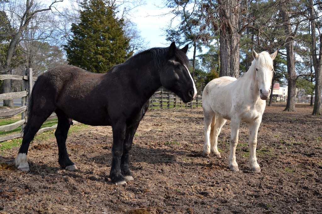 Horses in Wiliamsburg